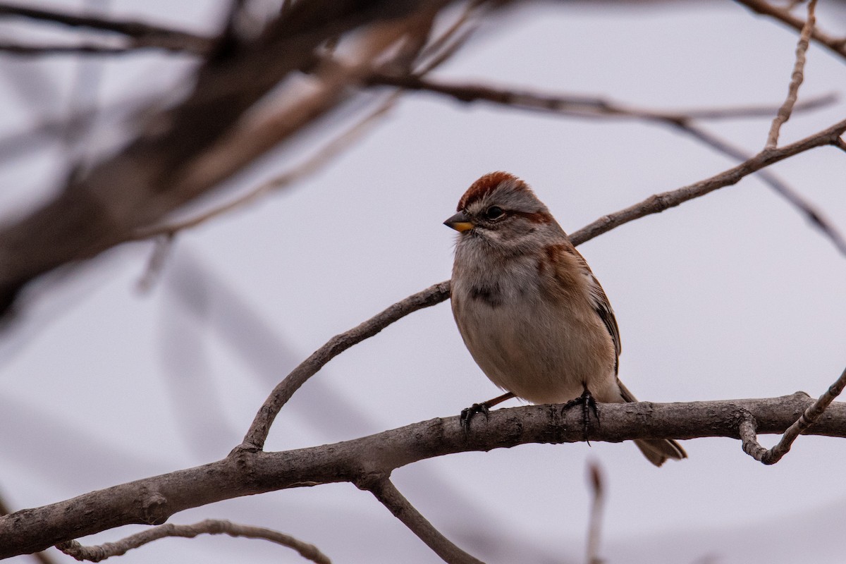 American Tree Sparrow - ML506915081