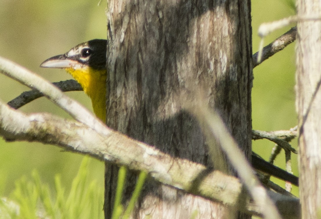 Yellow-breasted Chat - Breanna Perry