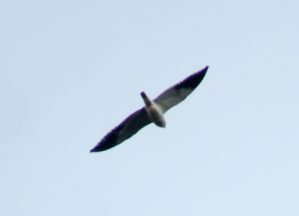 Black-winged Kite - ML50691741