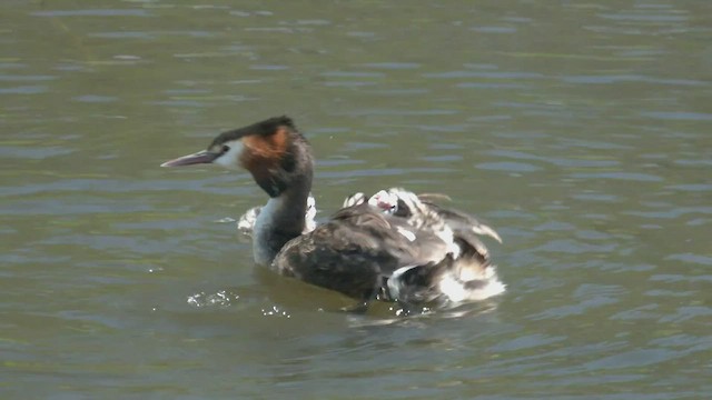 Great Crested Grebe - ML506919281