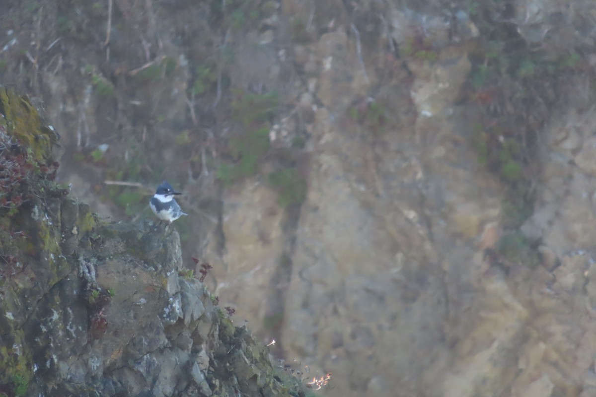 Belted Kingfisher - ML506919421