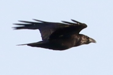 Common Raven - ML506921831