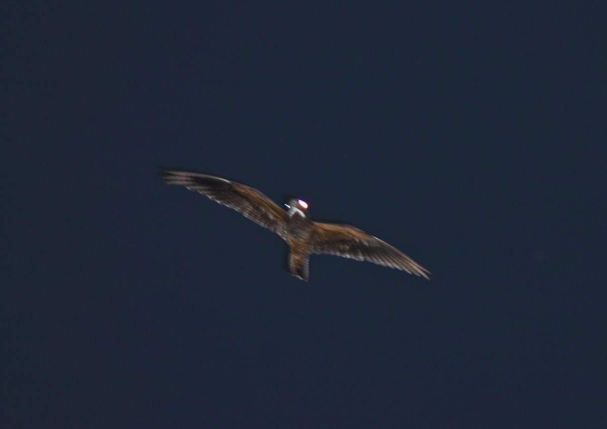 Short-tailed Nighthawk - ML506928141