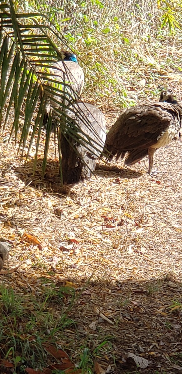 eBird Checklist 24 Nov 2022 Honolulu Zoo 18 species (+1 other taxa)