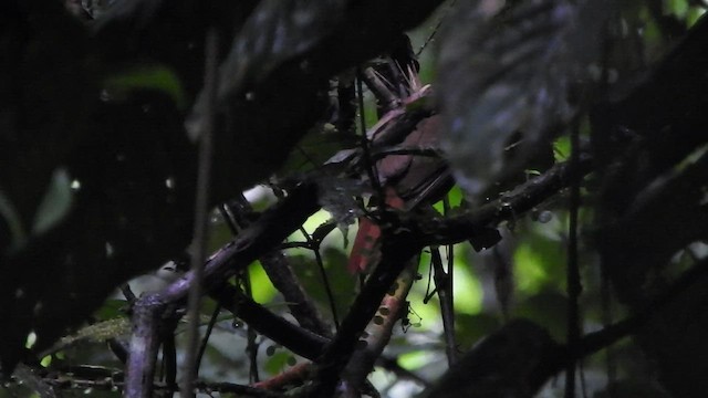 Філідор-лісовик бурочеревий - ML506934641
