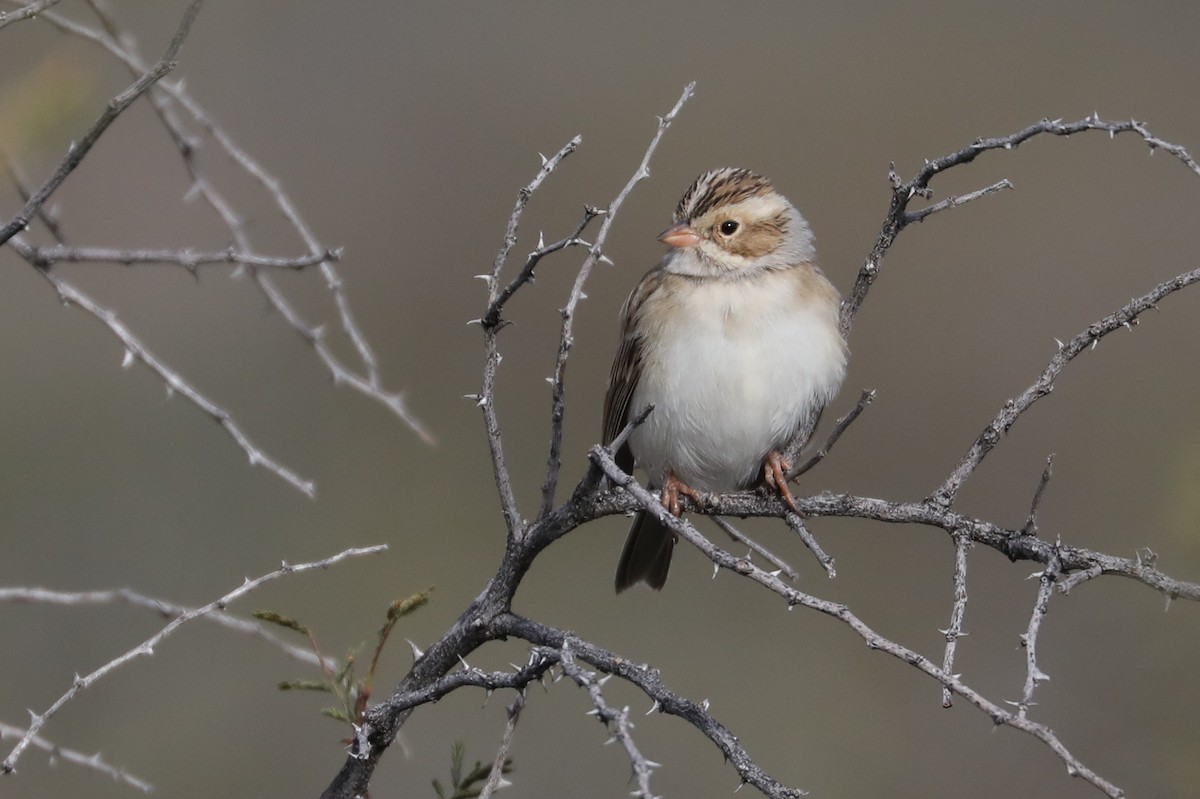 Clay-colored Sparrow - ML506939191