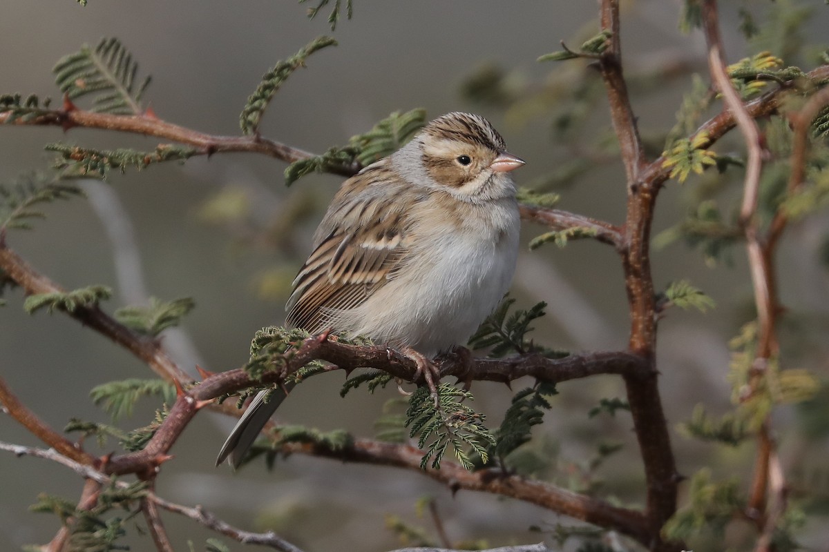 Clay-colored Sparrow - ML506939231