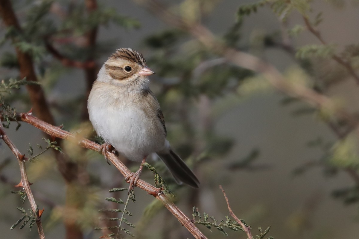Clay-colored Sparrow - ML506939391