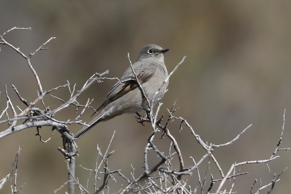 Townsend's Solitaire - ML506940101