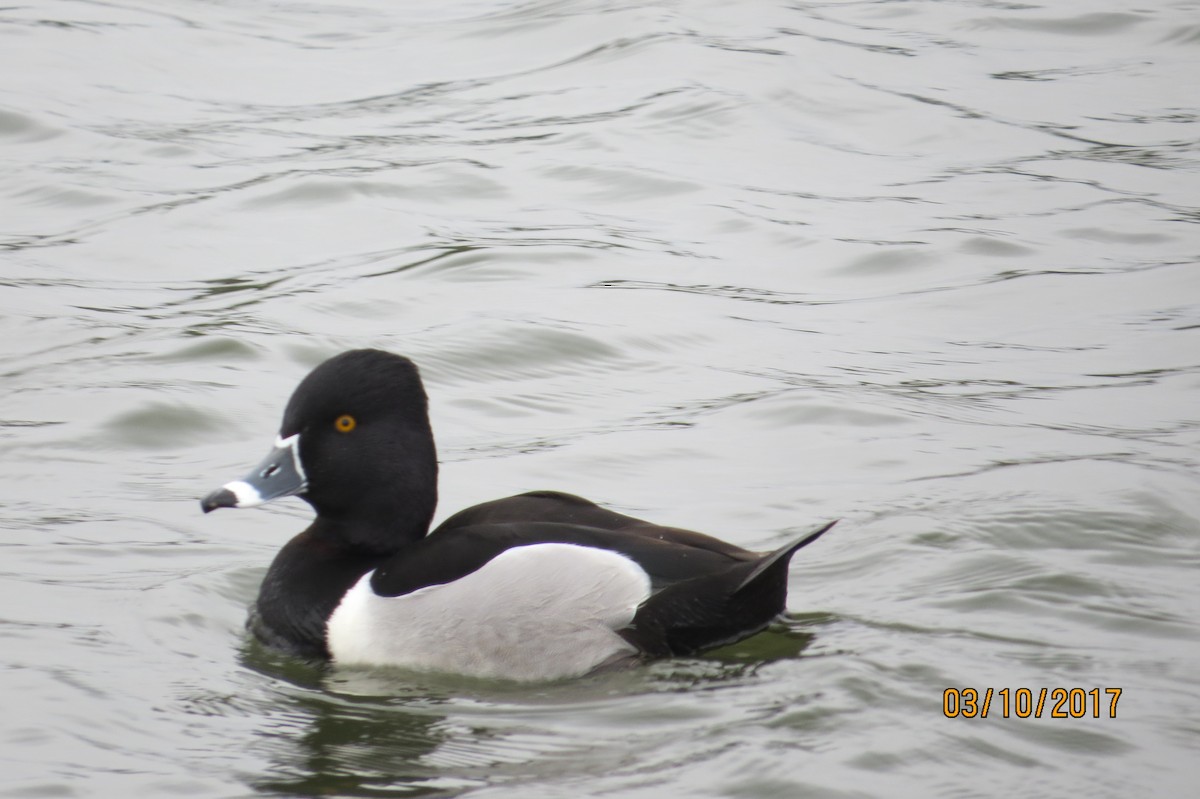 Ring-necked Duck - JOHN KIRK