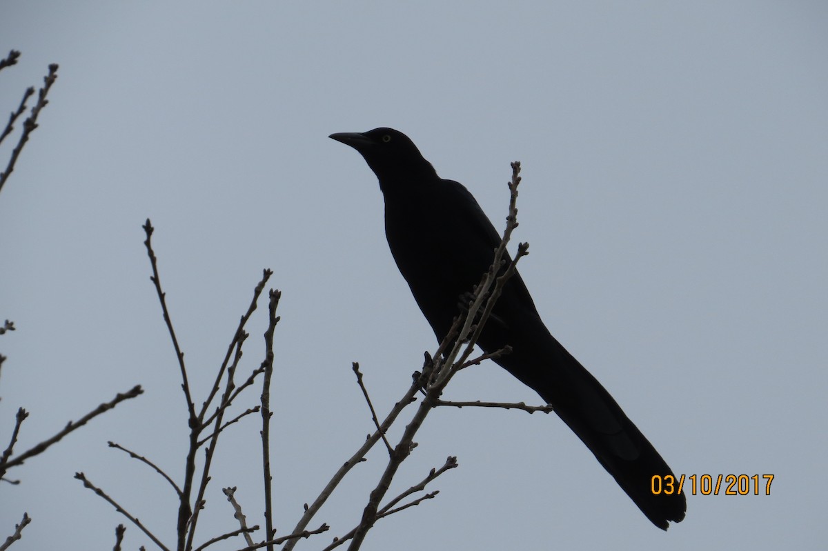 Great-tailed Grackle - ML50694501