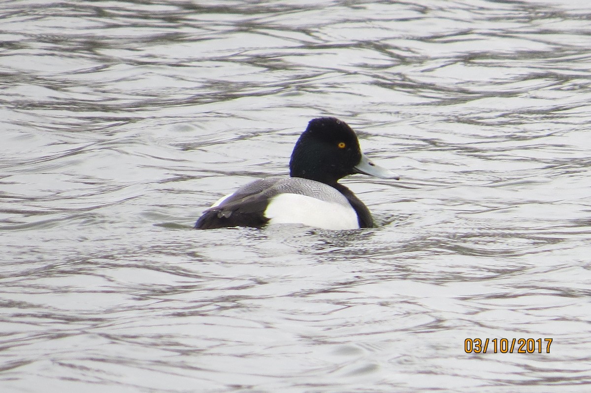 Greater/Lesser Scaup - ML50694541