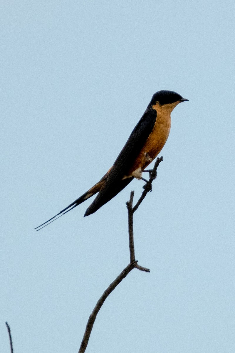 Rufous-chested Swallow - Anonymous