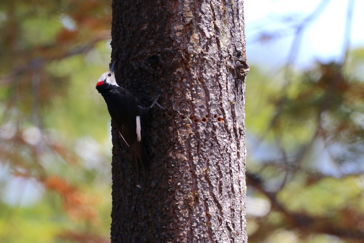 White-headed Woodpecker - ML506948201