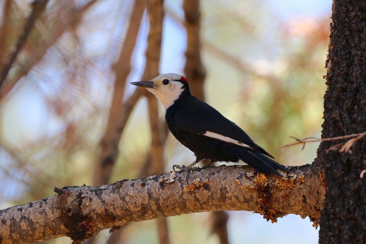 White-headed Woodpecker - Nick Schleissmann