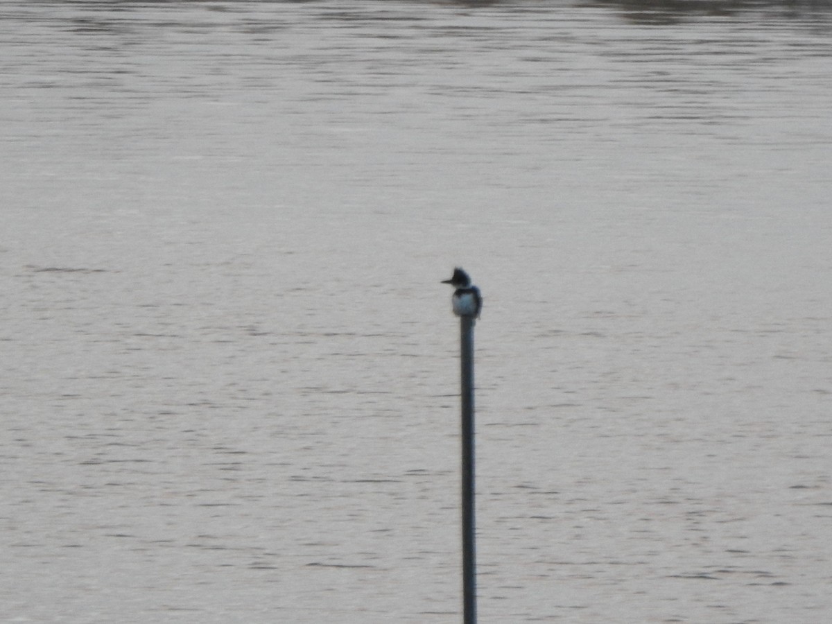 Belted Kingfisher - ML506952311