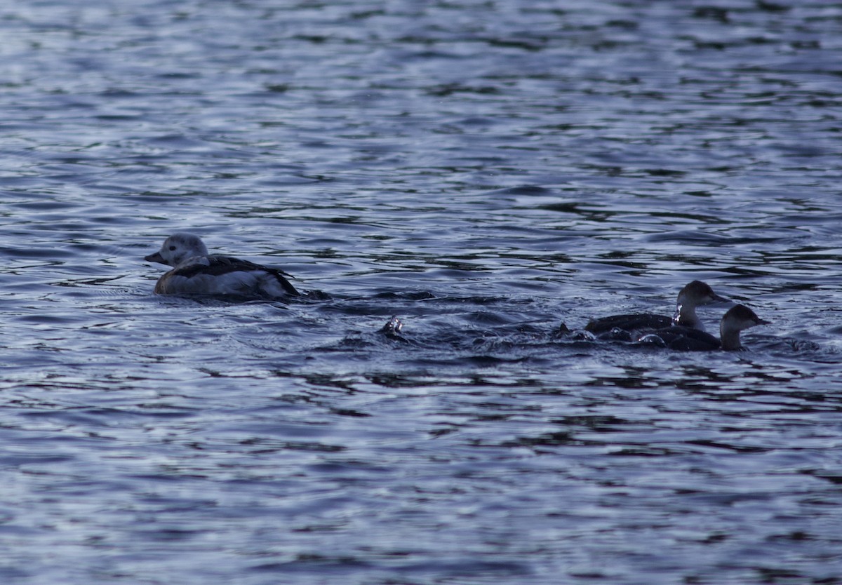Long-tailed Duck - ML506954201