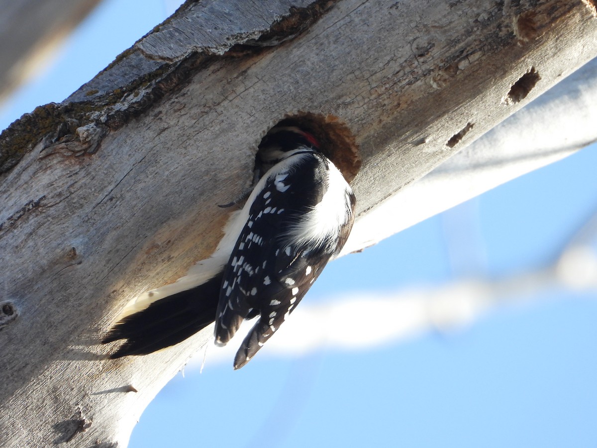Downy Woodpecker (Rocky Mts.) - ML506954261