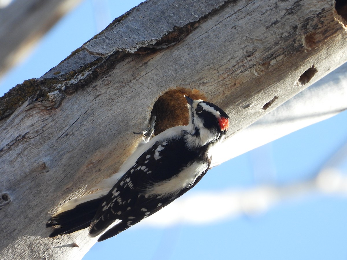 Downy Woodpecker (Rocky Mts.) - ML506954271