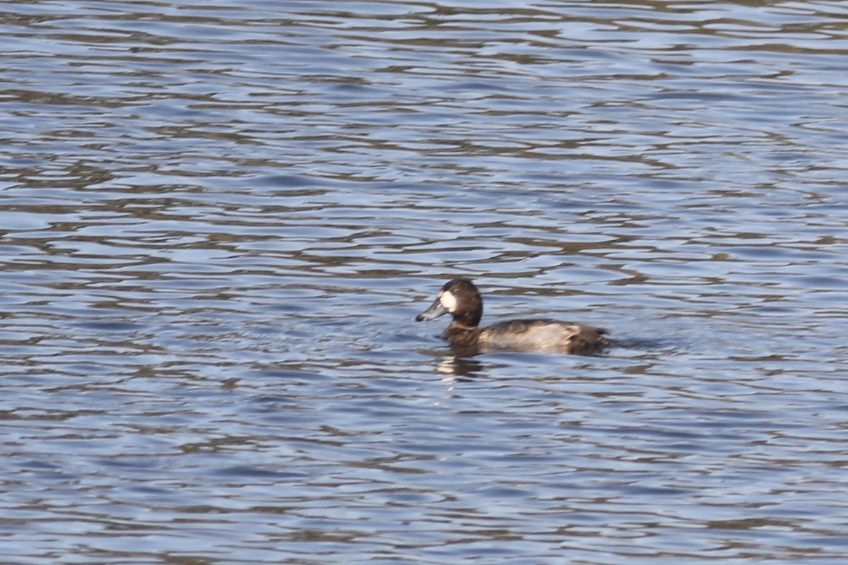 Greater Scaup - ML506954501