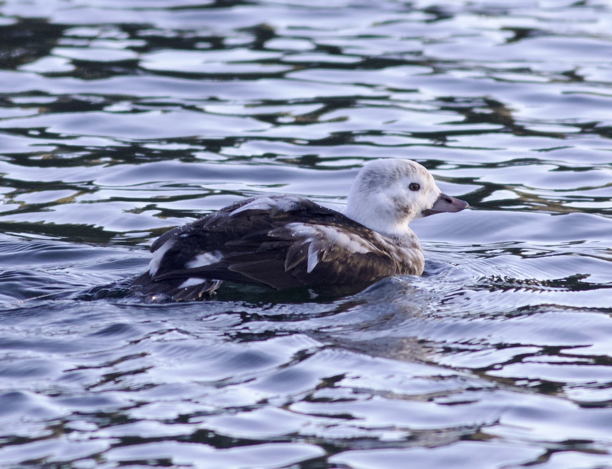 Long-tailed Duck - ML506954671
