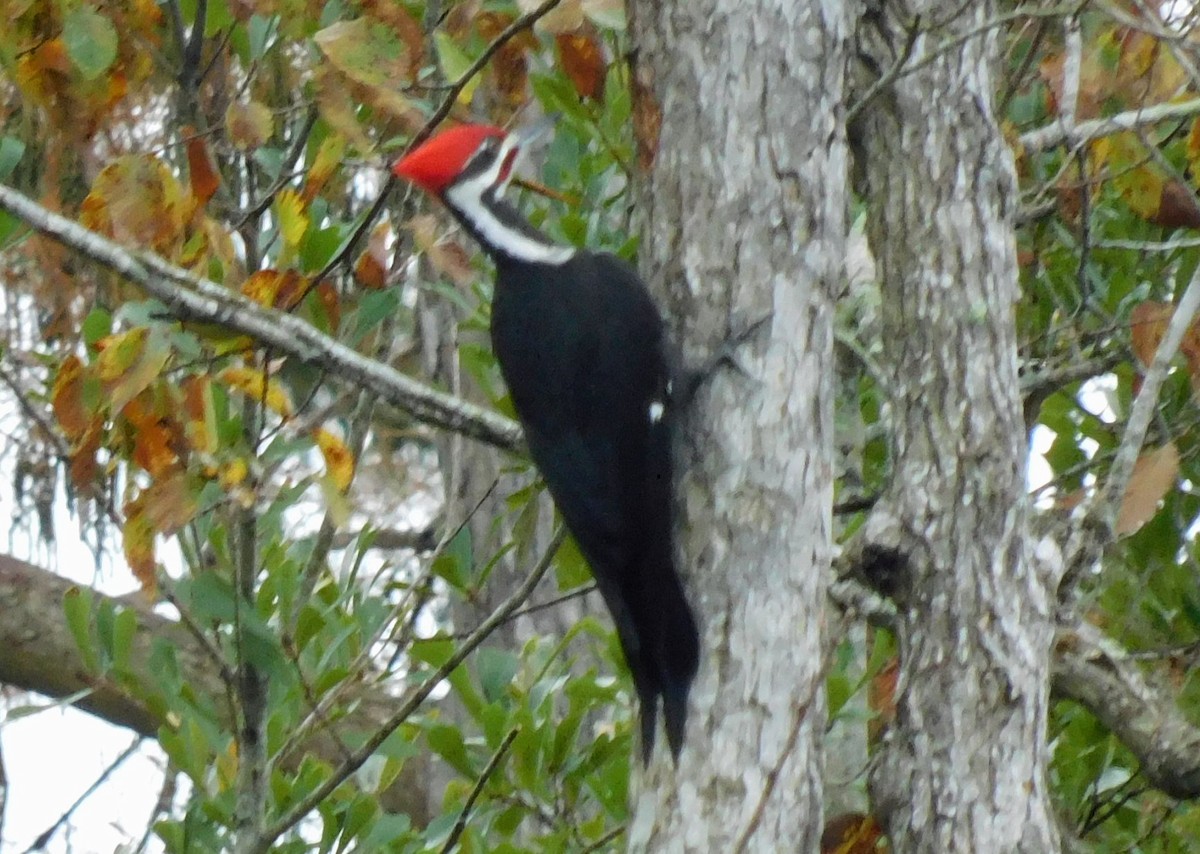 Pileated Woodpecker - ML506956401
