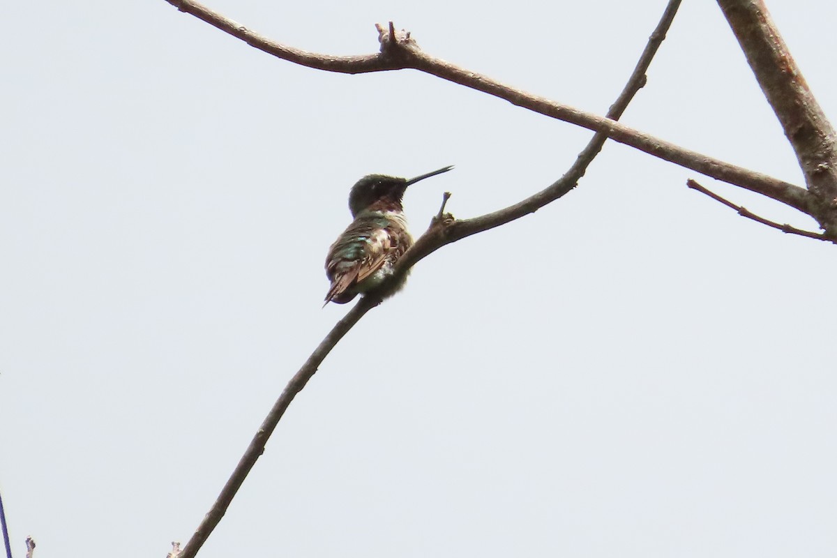 Ruby-throated Hummingbird - Augusto Rivera