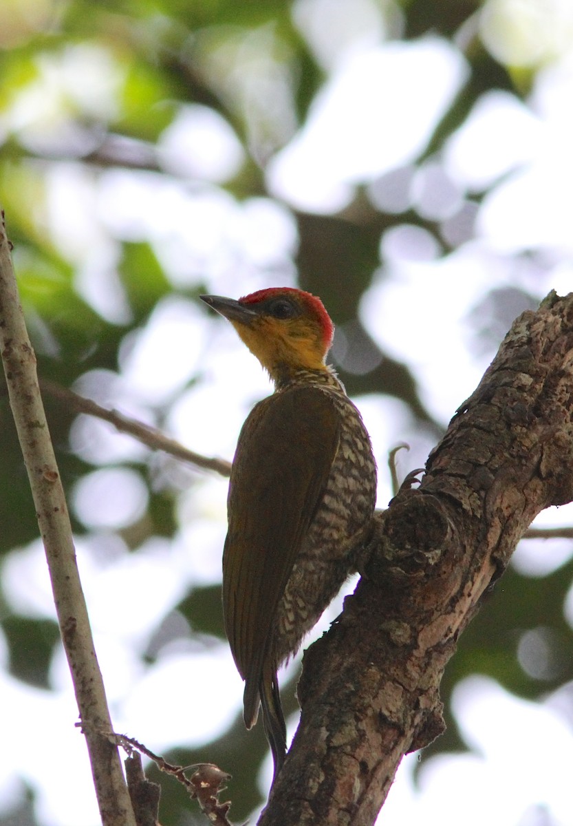 Yellow-throated Woodpecker - ML50696251