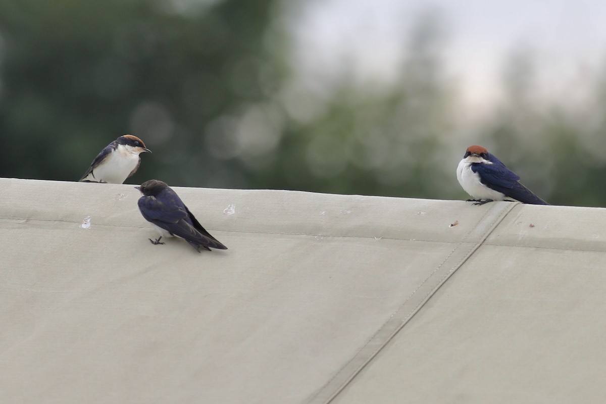 Wire-tailed Swallow - ML506962711