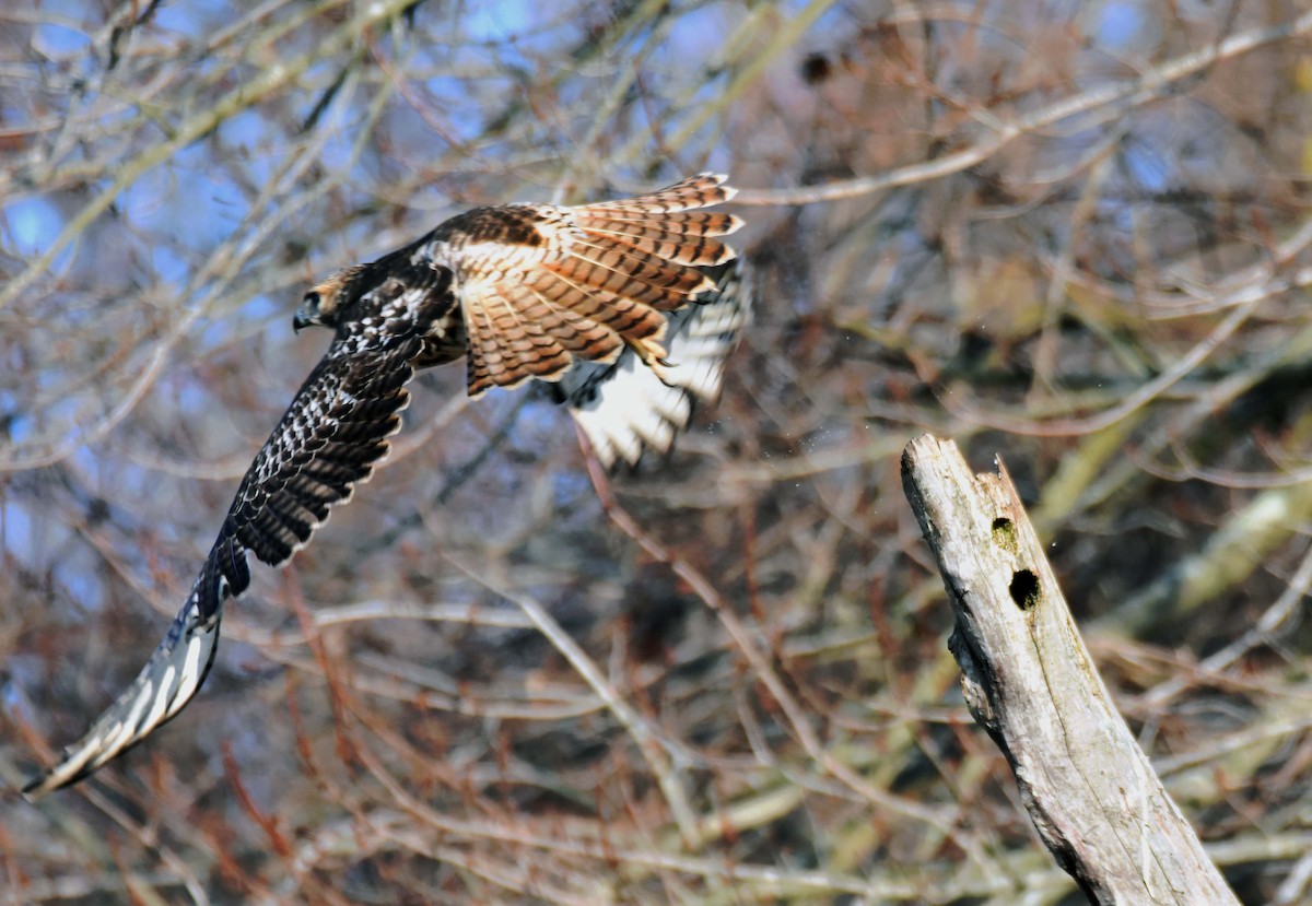Red-tailed Hawk - ML506963091