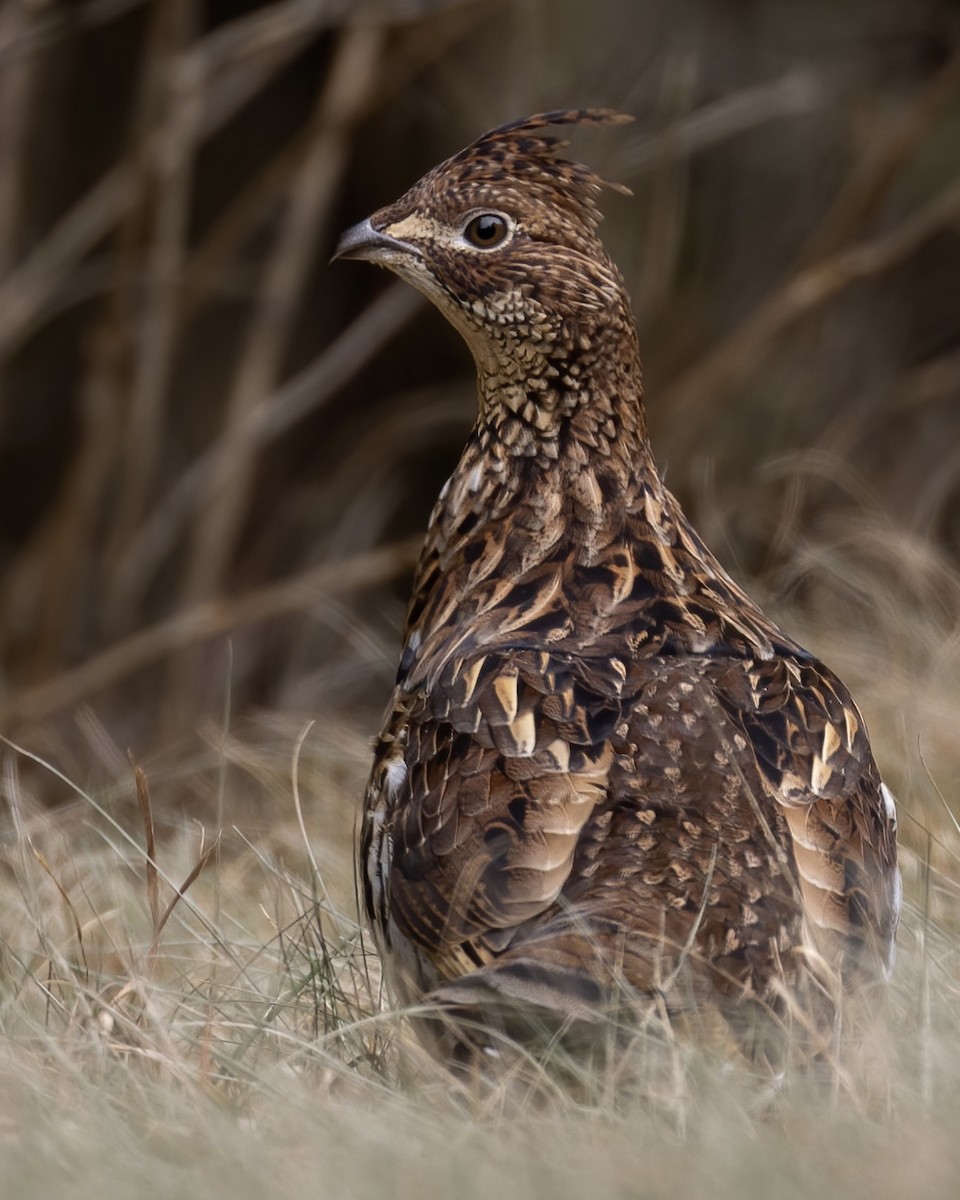 eBird Checklist 24 Nov 2022 Pisgah National Forest, Canton USNC 35