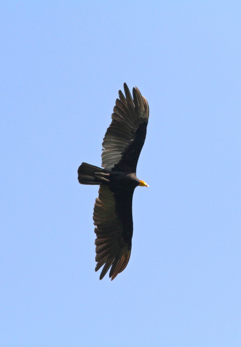 Greater Yellow-headed Vulture - ML50696421