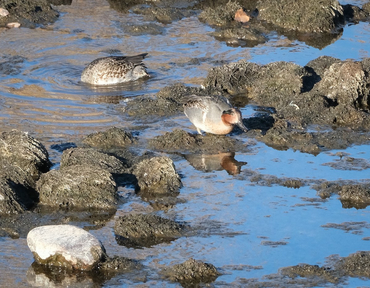 Green-winged Teal - ML506968491