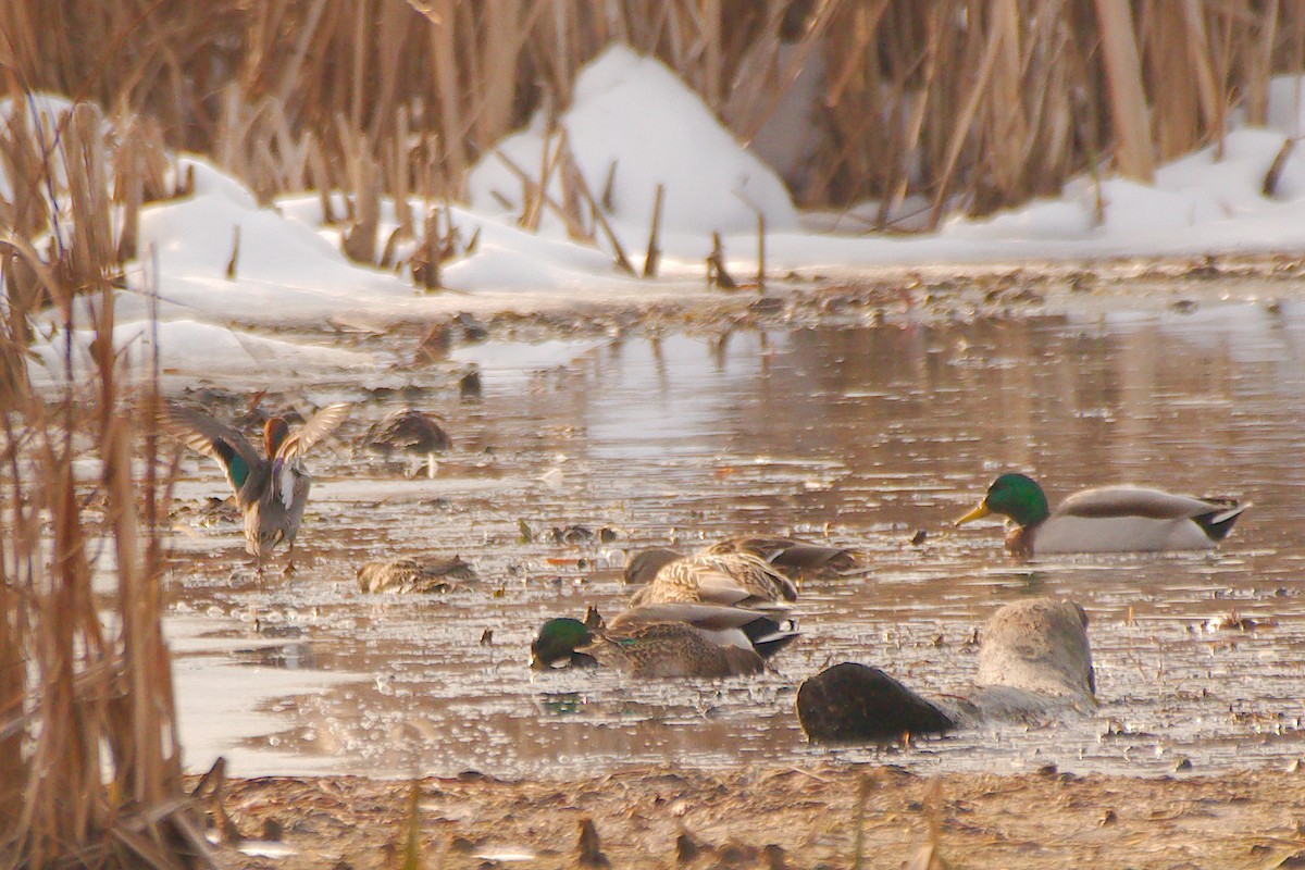 Green-winged Teal - ML506969141
