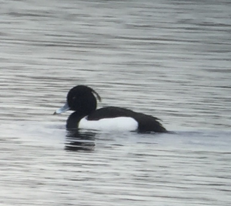 Tufted Duck - ML50696991