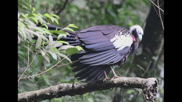 Black-fronted Piping-Guan - ML506974831