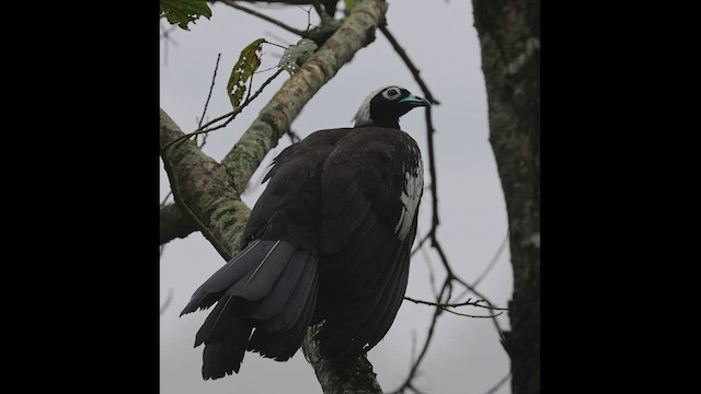 Black-fronted Piping-Guan - ML506976331