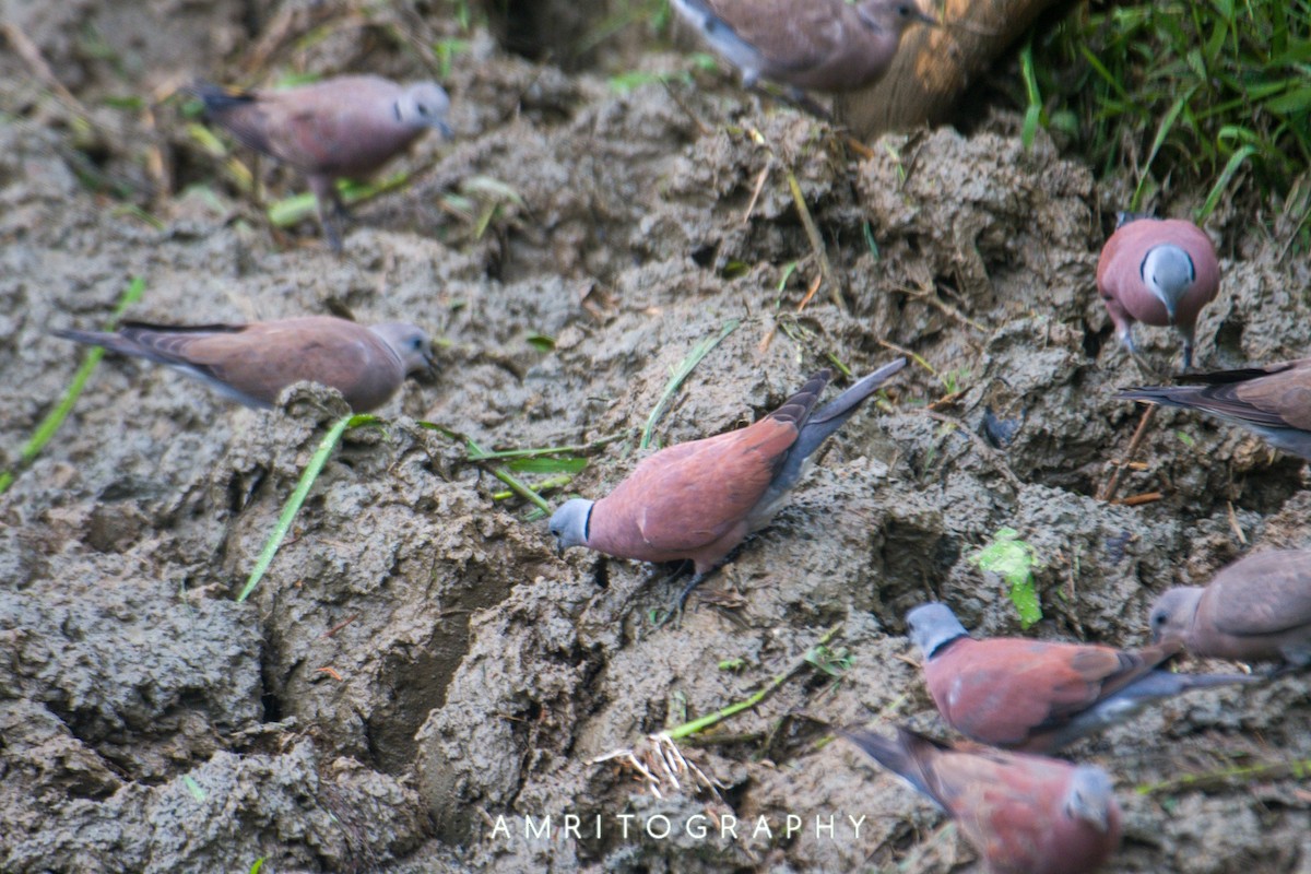 Red Collared-Dove - ML506981421
