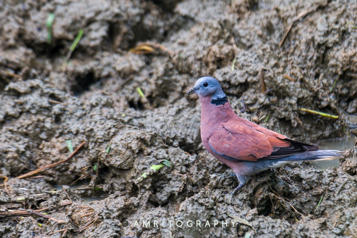 Red Collared-Dove - ML506981481