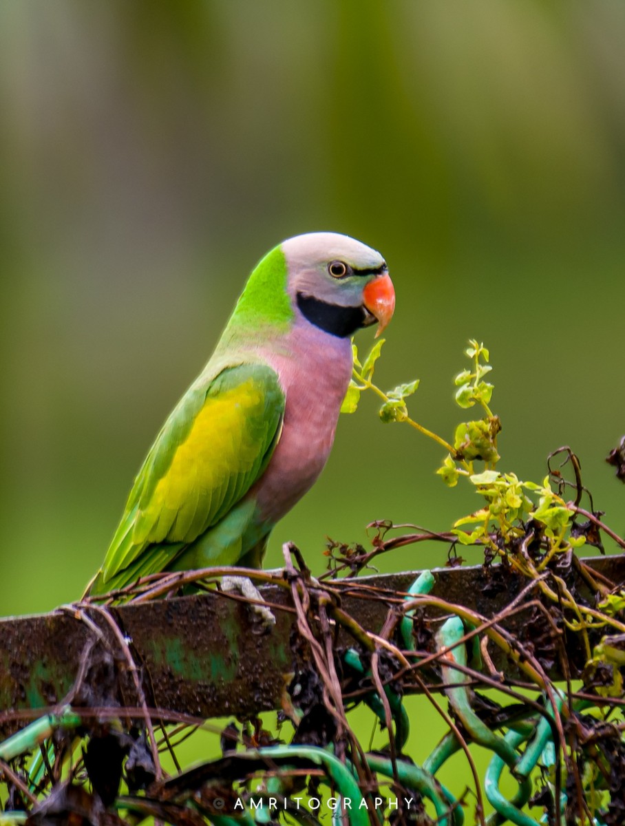 Red-breasted Parakeet - ML506981621