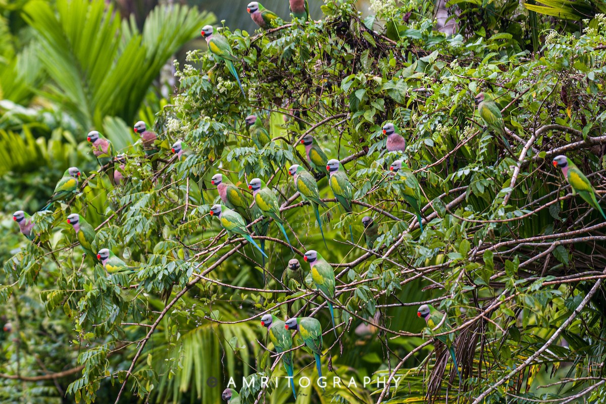 Red-breasted Parakeet - amrit raha