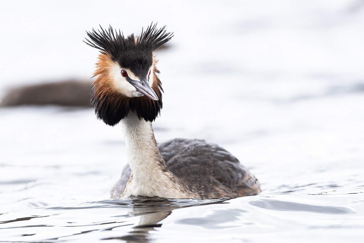 Great Crested Grebe - ML506985351