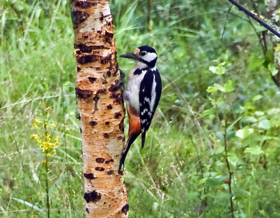 Great Spotted Woodpecker - ML506990141