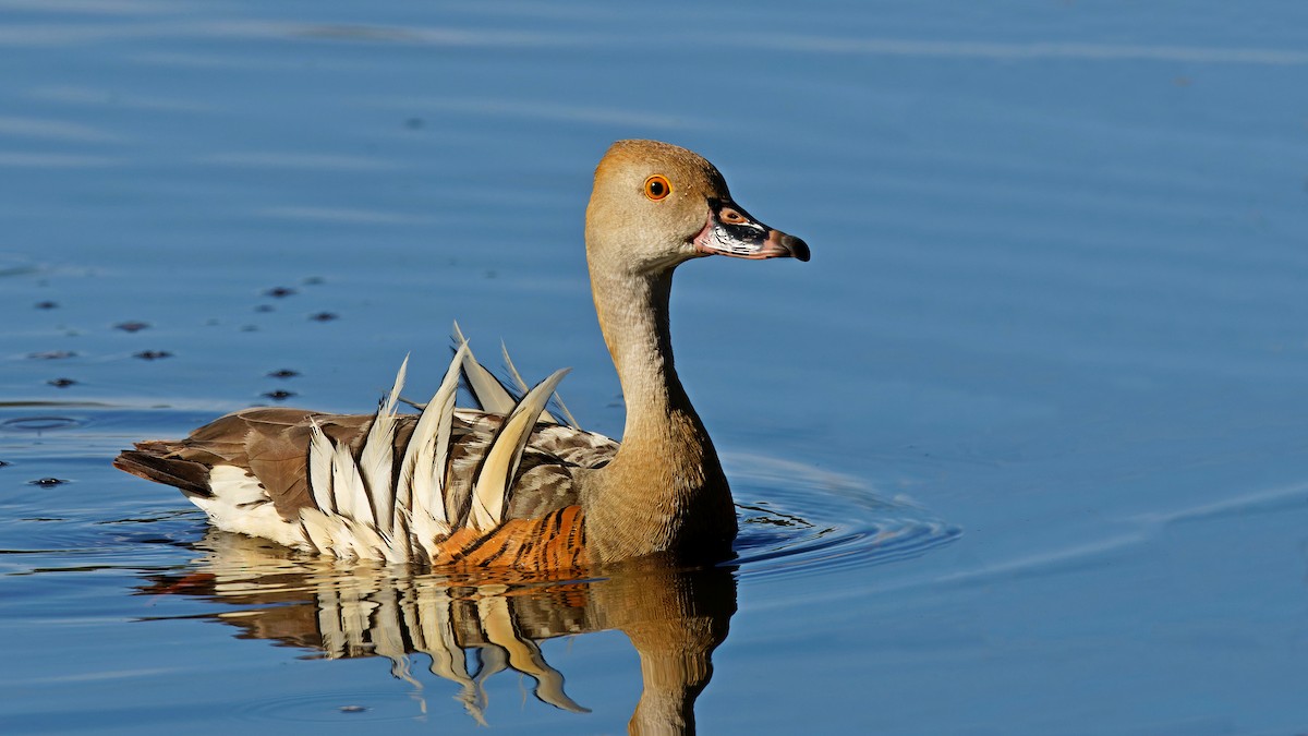 Plumed Whistling-Duck - Nick Thompson