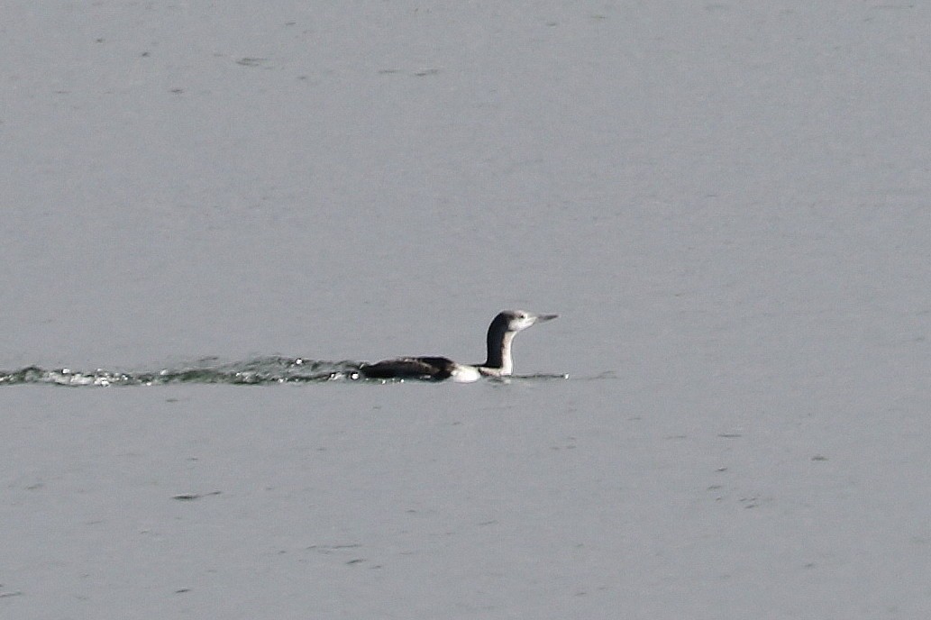 Red-throated Loon - ML506994161