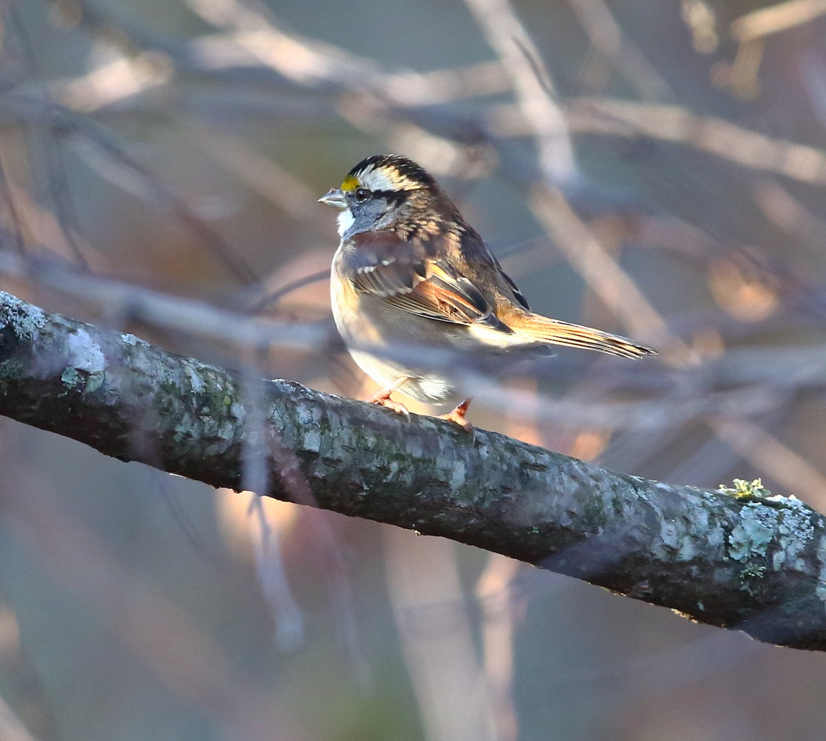 White-throated Sparrow - ML507002371