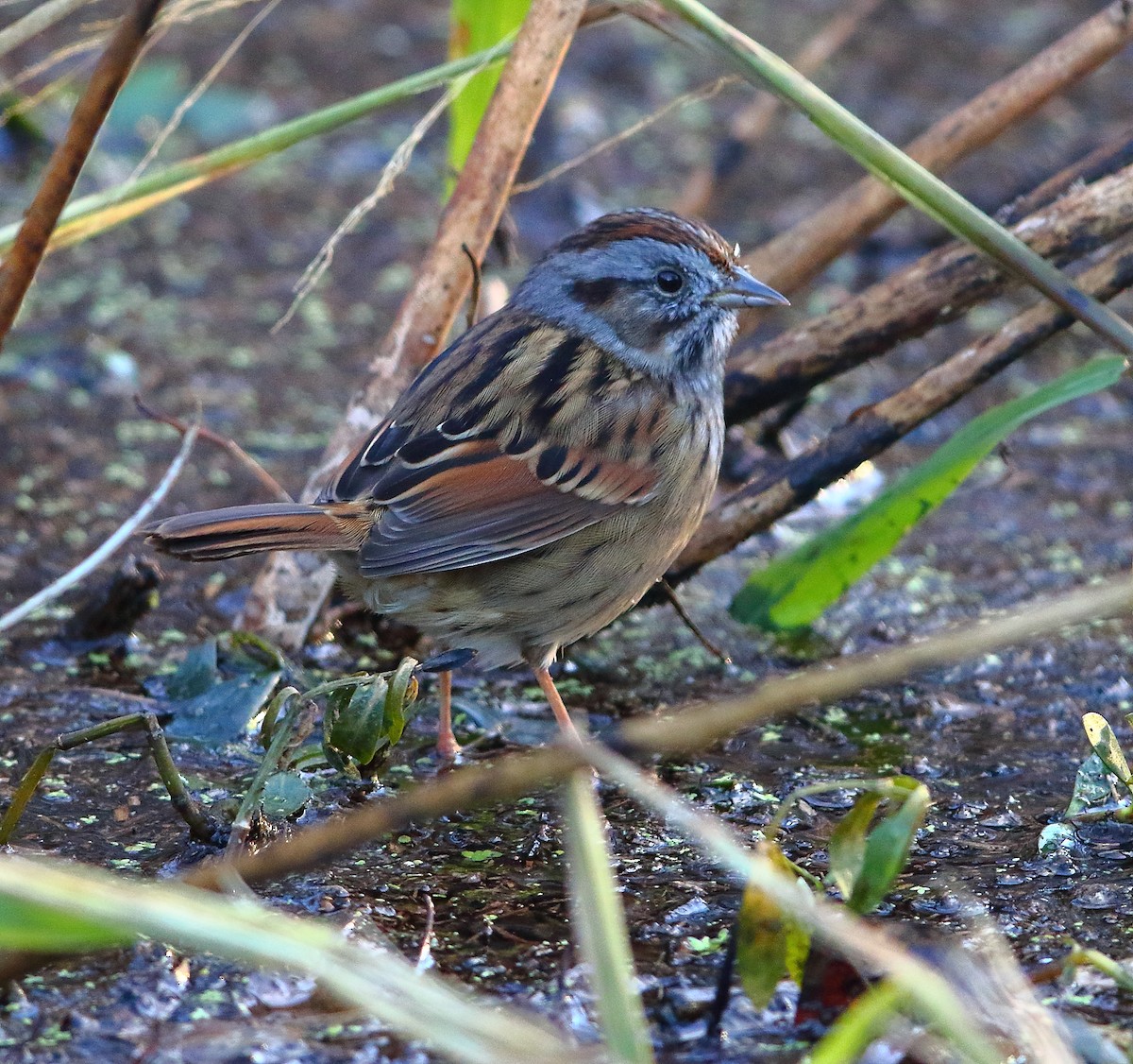Swamp Sparrow - ML507002441