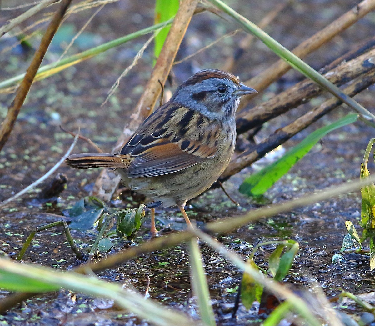 Swamp Sparrow - ML507002451