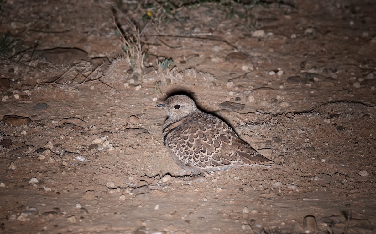 Double-banded Courser - ML507008131