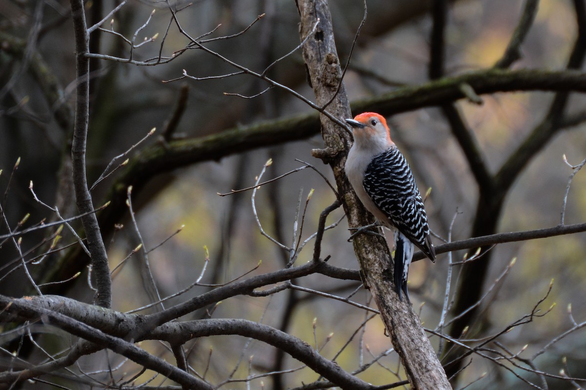 Red-bellied Woodpecker - Patrick Maurice